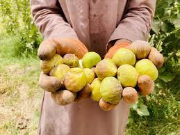 Kandahar fruit basket of Afghanistan