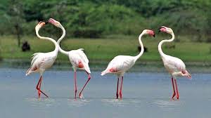 Point Calimere Bird Sanctuary Tamil Nadu Point Calimere Bird Sanctuary Tamil Nadu