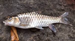 state fish of Jammu and Kashmir