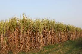 FRP hike for sugarcane