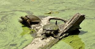 Nagshankar Temple turtle conservation Nagshankar Temple turtle conservation