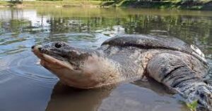 Nagshankar Temple turtle conservation