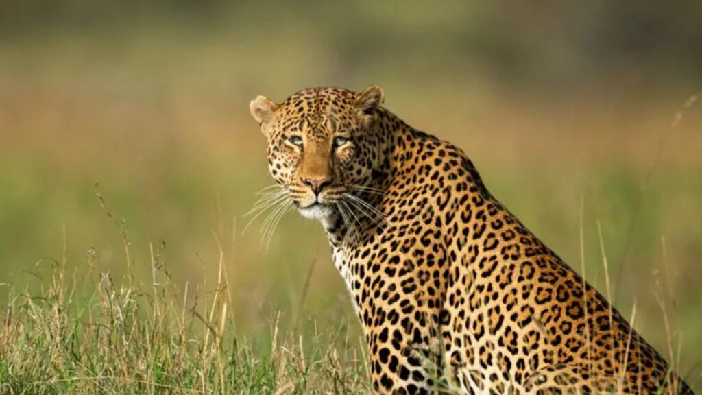 Leopard population in Bengaluru