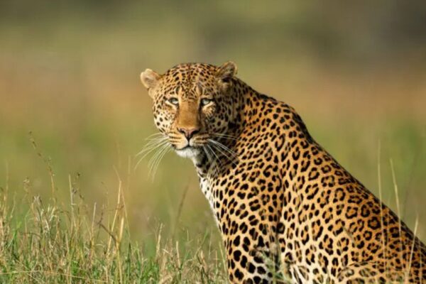 Leopard population in Bengaluru