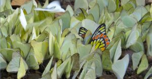 First butterfly sanctuary India