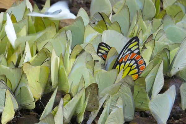 First butterfly sanctuary India