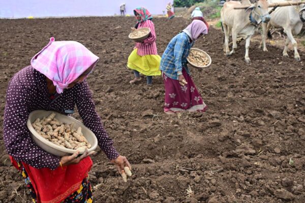 chilli turmeric post-harvest training