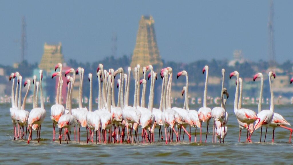 Greater Flamingo Sanctuary Tamil Nadu