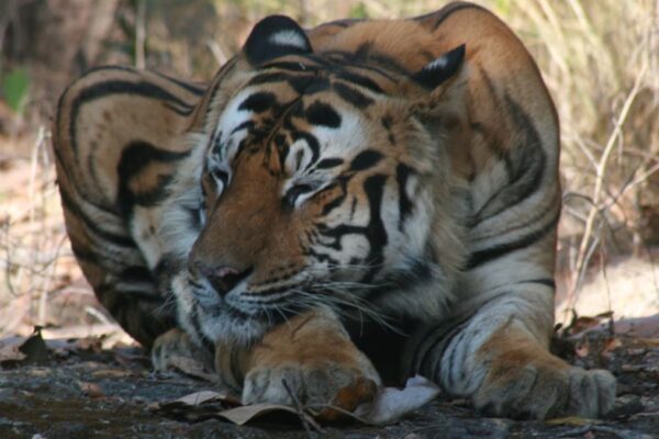 Kumram Bheem conservation reserve