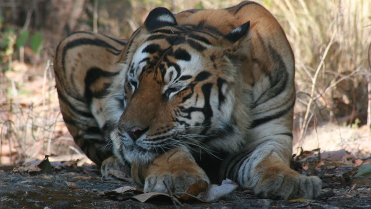 Kumram Bheem conservation reserve