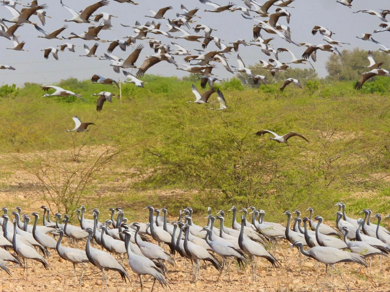 Ramsar Sites in Rajasthan