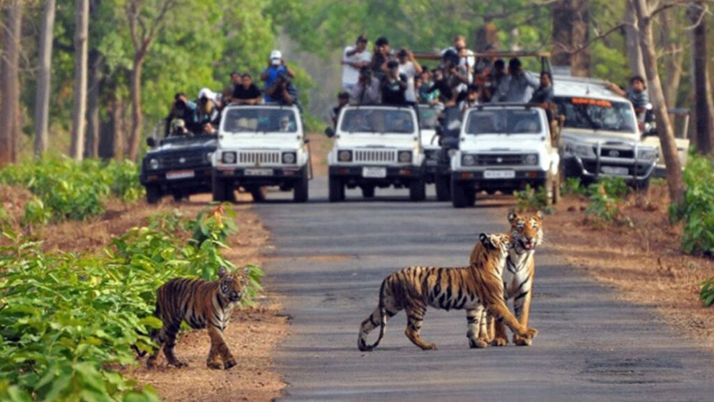 Asia's Largest Jungle Safari in Haryana