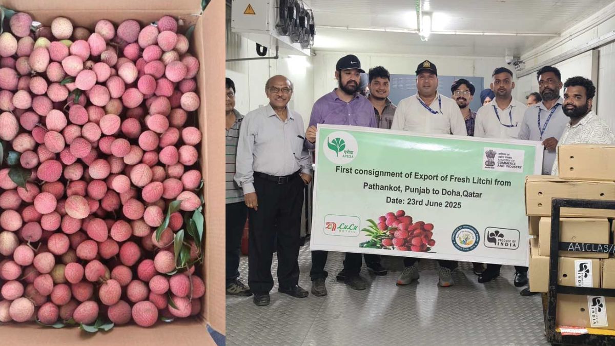 rose scented litchi export