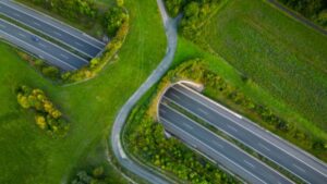 Animal Overpass Corridor
