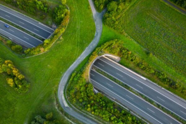 Animal Overpass Corridor