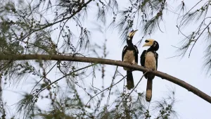 Hornbill Conservation Centre