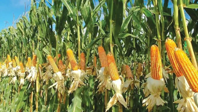 maize production target India