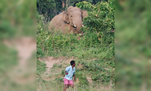 Gajah Mitra scheme Assam