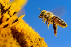 mind control device for bees