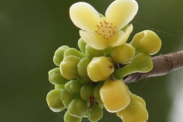 Garcinia kusumae discovery Assam