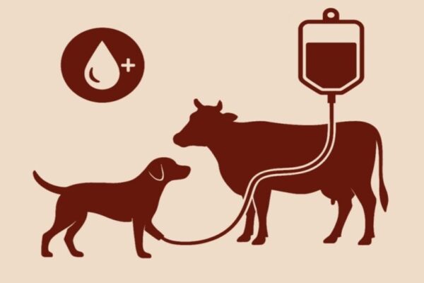 India animal blood bank guidelines