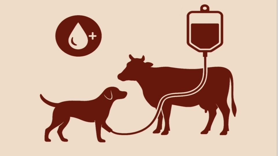 India animal blood bank guidelines