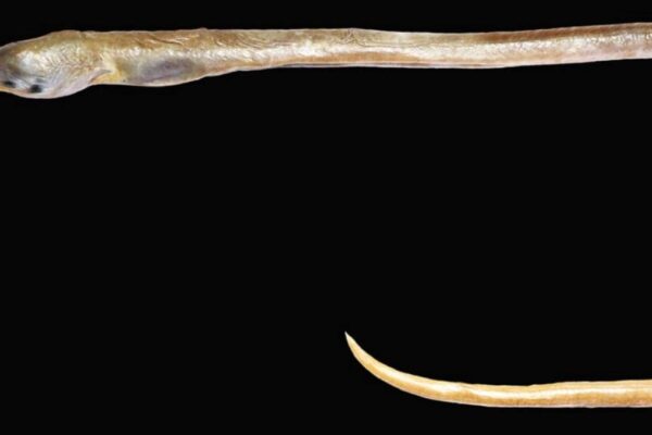 Apterichtus kanniyakumari discovery