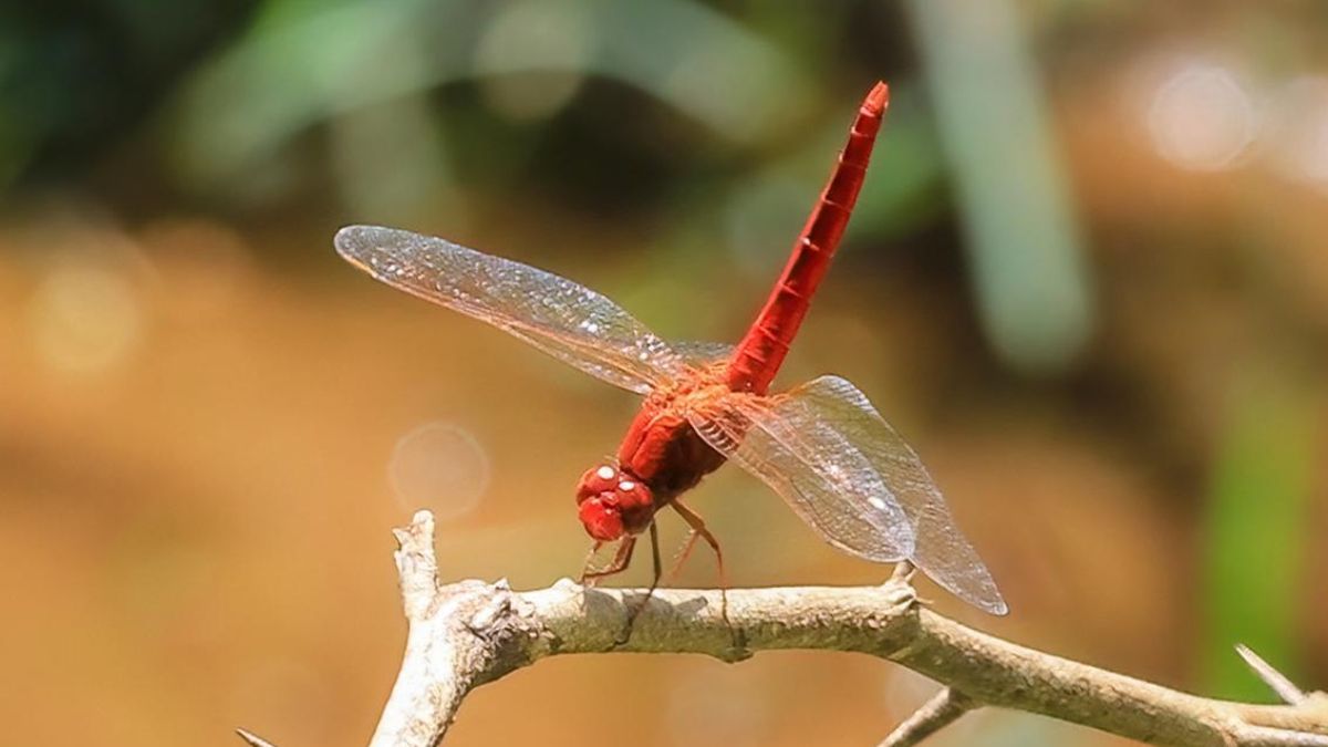 Dragonfly Rediscovery in Western Ghats