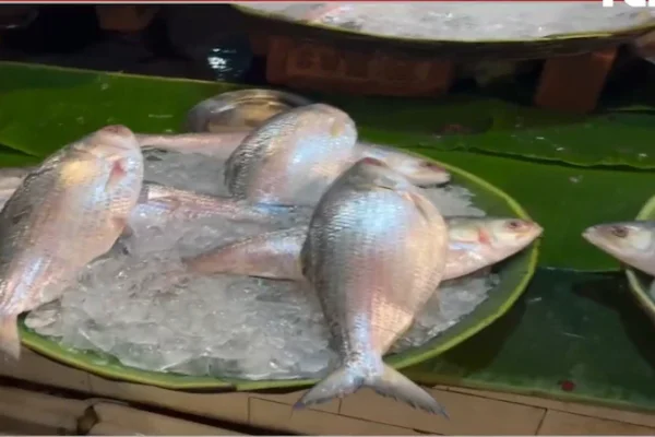 Hilsa export from Bangladesh