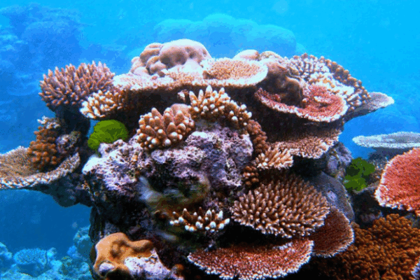 Coral larvae cryobank Philippines