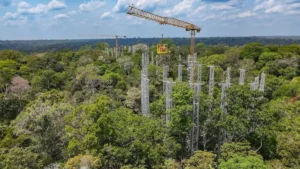 AmazonFACE experiment forest response