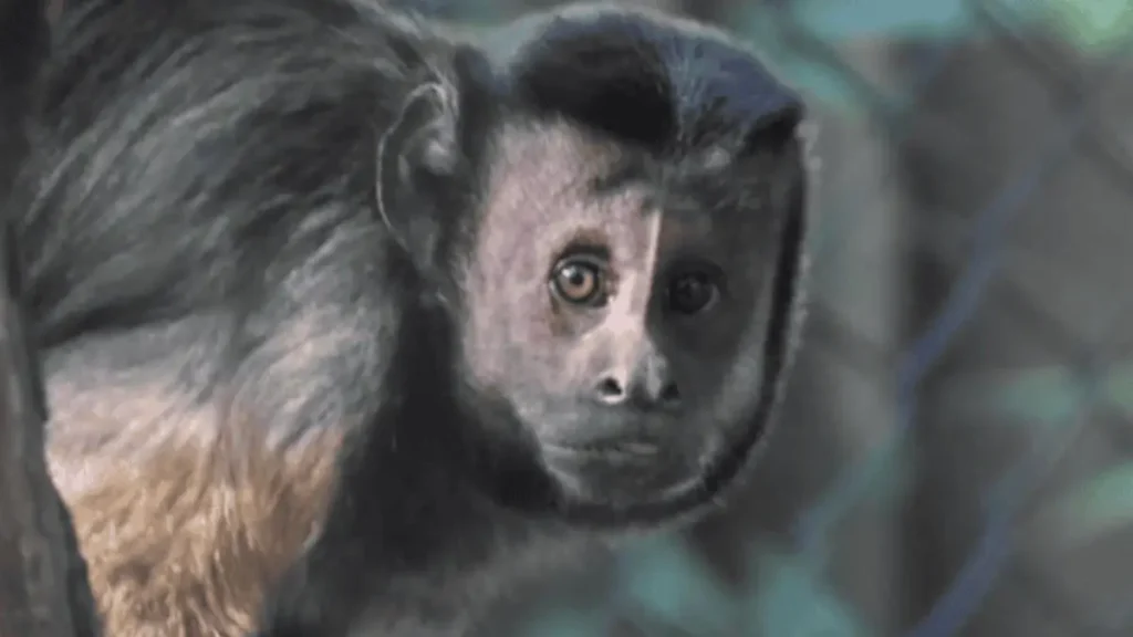 Capuchin monkeys import India
