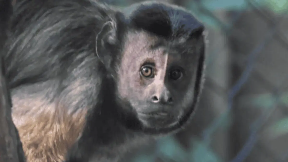 Capuchin monkeys import India