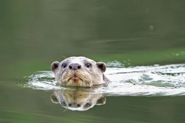 Tamil Nadu otter conservation