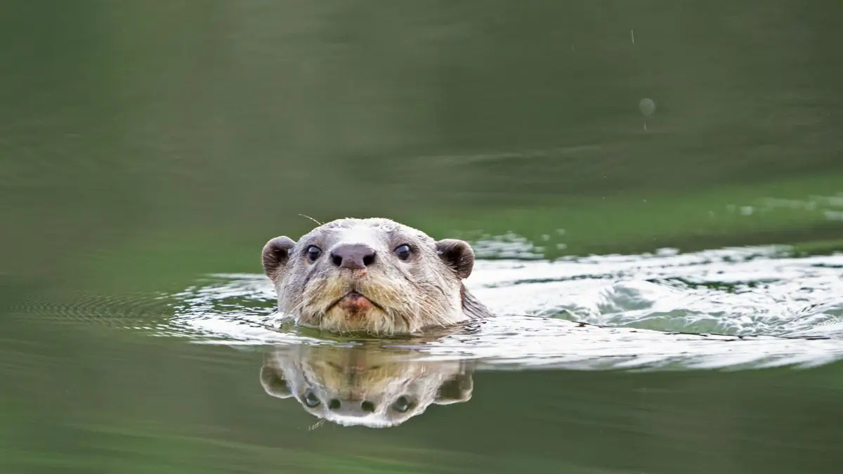 Tamil Nadu otter conservation