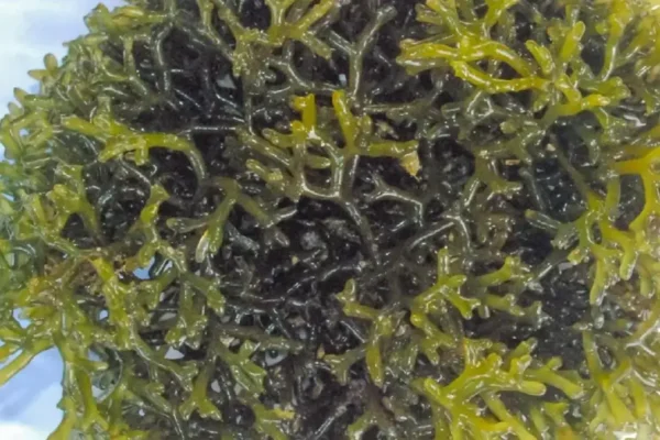 India international seaweed summit