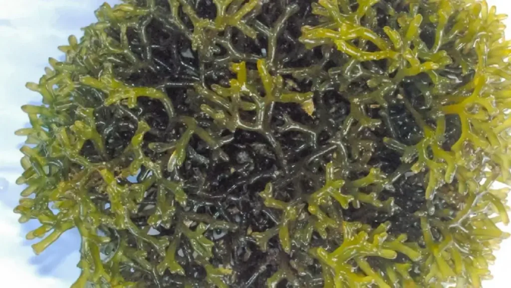 India International Seaweed Summit