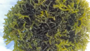 India International Seaweed Summit