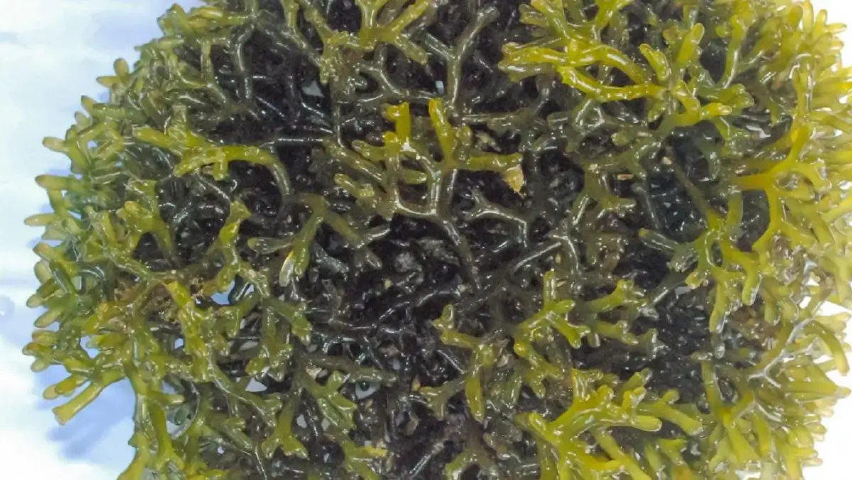 India International Seaweed Summit