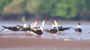 Asian Waterbird Census 2026