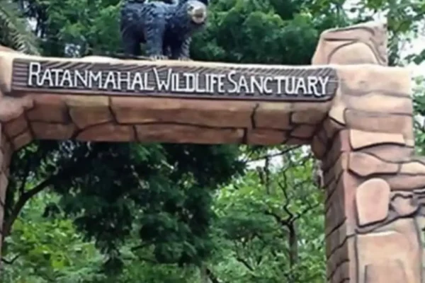 Gujarat Becomes Tiger State 2025