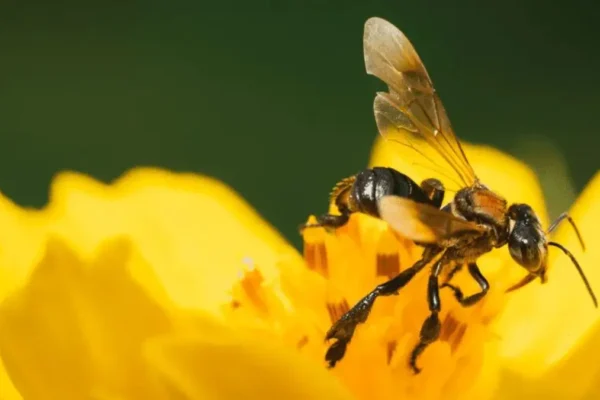 Amazon stingless bees legal rights