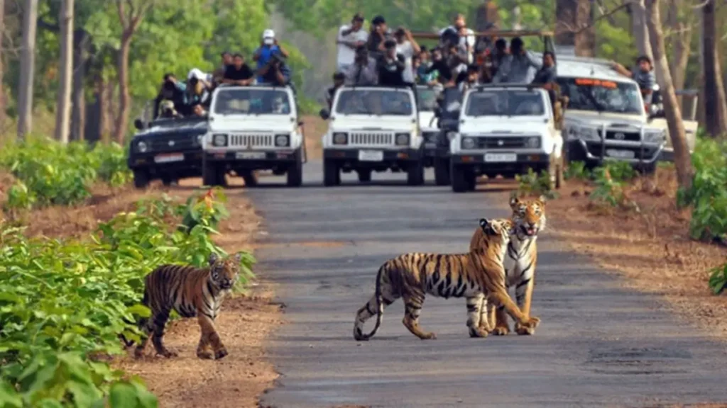 Tiger conservation India 2025
