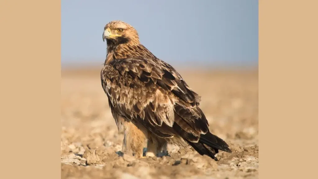 Eastern Imperial Eagle