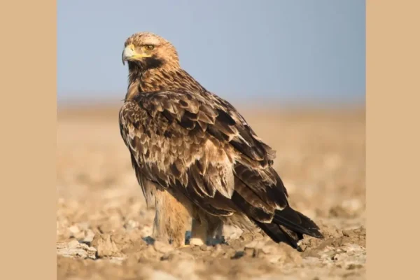 Eastern Imperial Eagle