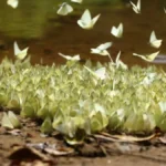 Aralam butterfly sanctuary Kerala