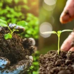 Bamanwas Kankar organic village