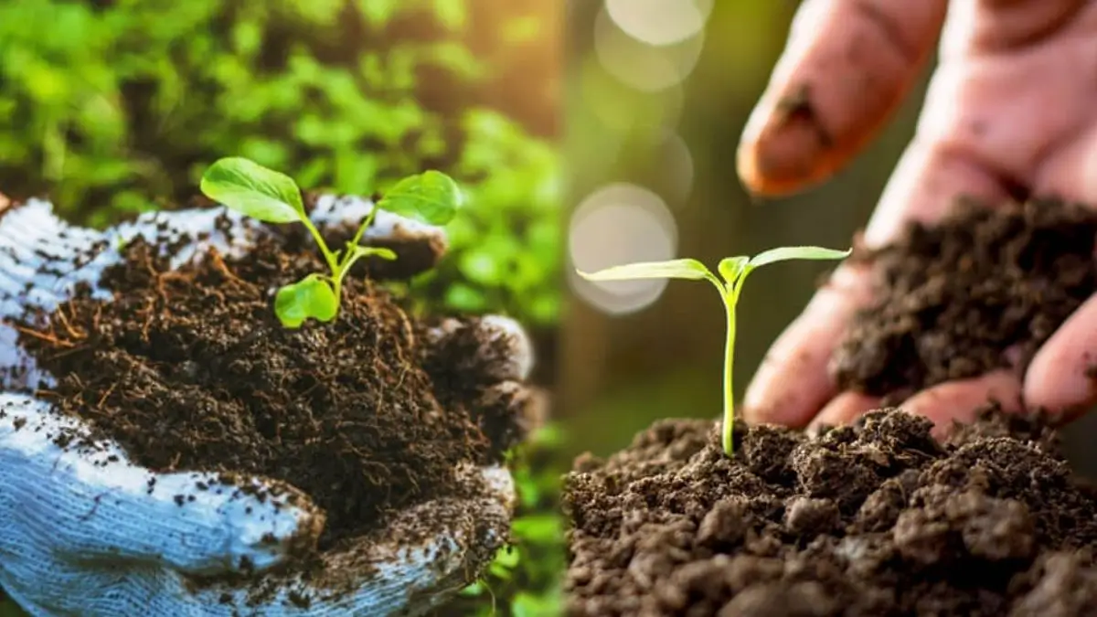 Bamanwas Kankar organic village