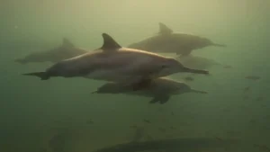 Dolphin Survey
