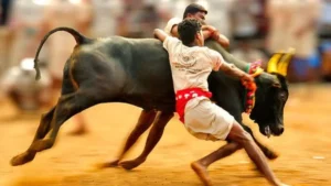 Jallikattu 2026 Thatchankurichi Event